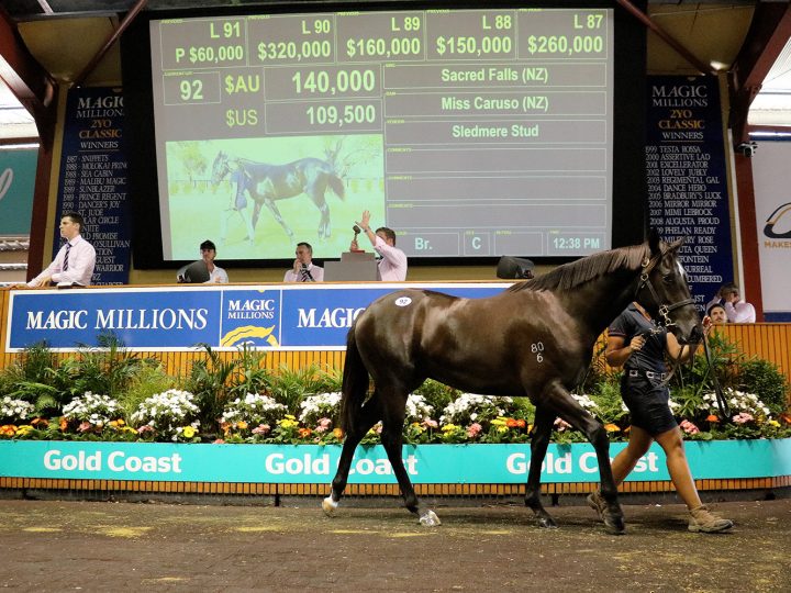 Sacred Falls makes his presence felt at Magics Waikato Stud