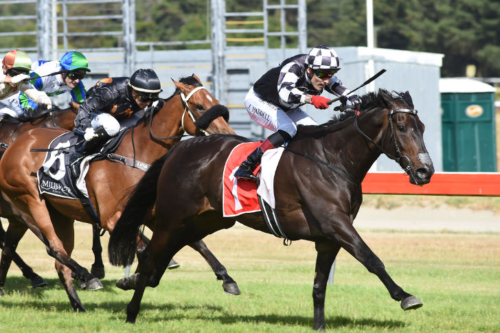Champion Galloper Kawi is a 7-time Group 1 Winner