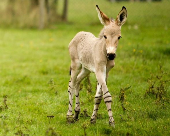 A Baby Boom of Somali Wild Ass Foals at Woburn Safari Park ... A Baby Boom of Somali Wild Ass Foals at Woburn Safari Park