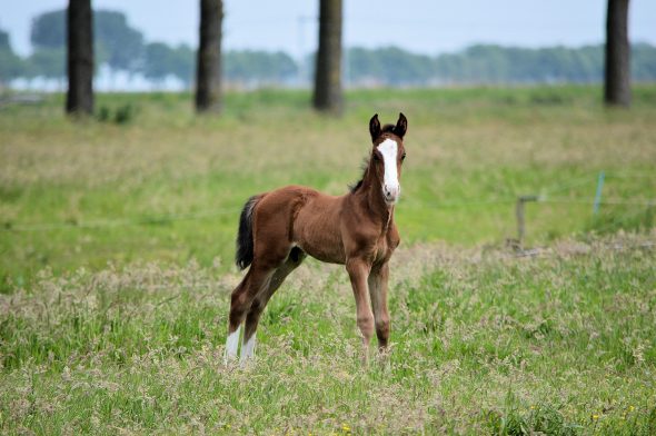 An example foal entry