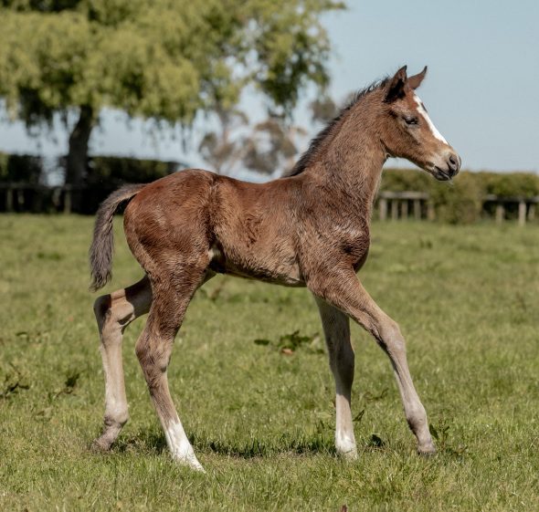 Tivaci - So Sharp It Hurts colt, born October 3, 2018. Bred by Sam and Nireen Jefferis.