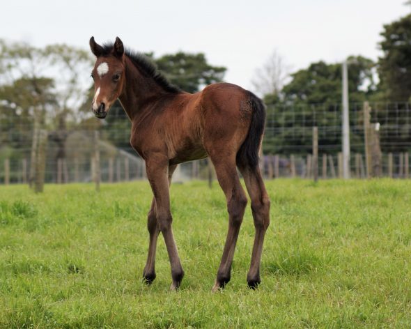 Tivaci -  Ywahoo colt, born October 22, 2018. Bred by Little Avondale Stud.