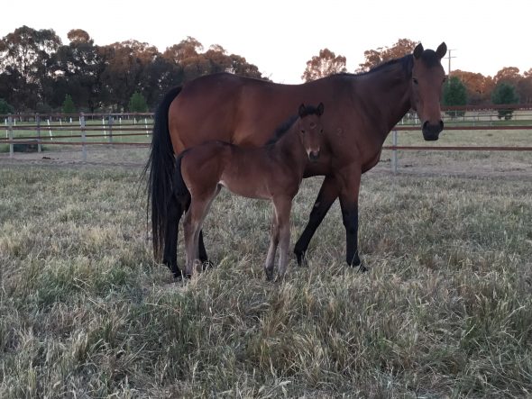 Tivaci – Dalwhinnie filly, born October 6, 2018. Bred by Indigo bloodstock.