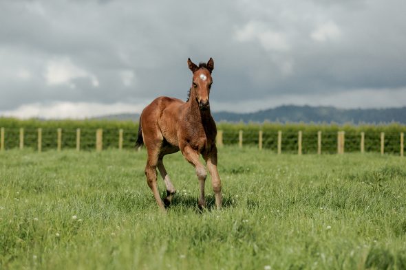 Tivaci - Frolicking Miss filly, born October 23, 2018. Bred by Rupert & Cheryl Legh and Peter Wright.
