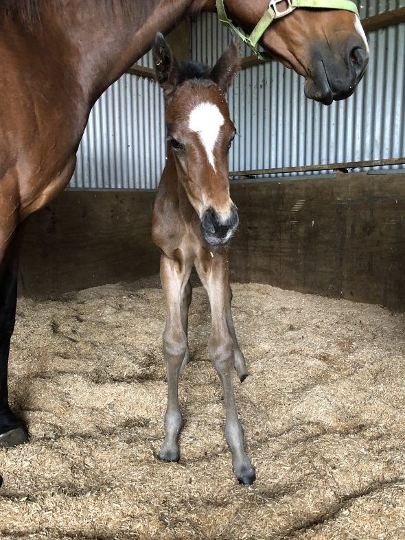Tivaci – Queen of Cool filly, born November 8, 2018. Bred by K & A Stove.