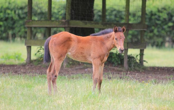 Tivaci – Songbird filly, born October 19, 2018. Bred by Dane and Jenna McLeod.
