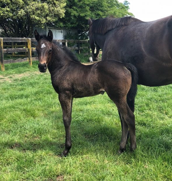 Tivaci – Will She filly, born October 18, 2018. Bred by Stephanie Hole.