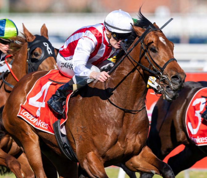 Impressive Group 1 Winner Super Seth Joins The Waikato Stud Roster ...