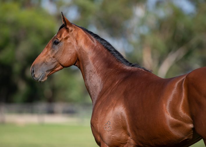 News – Waikato Stud