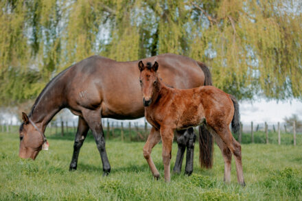 Super Seth x Coldplay filly