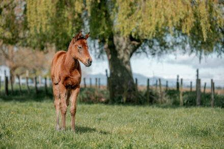 Super Seth x Coldplay filly
