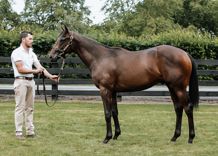 Super Seth – Waikato Stud