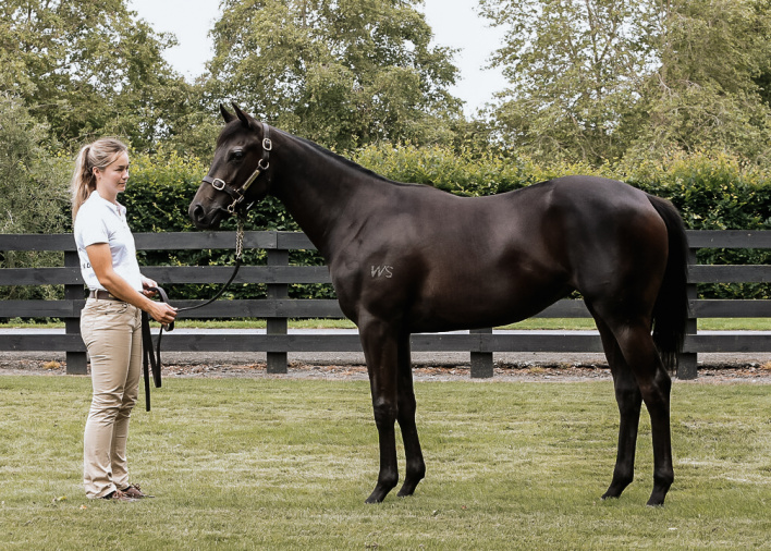 Super Seth – Waikato Stud