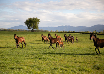 Horses at Waikato Stud