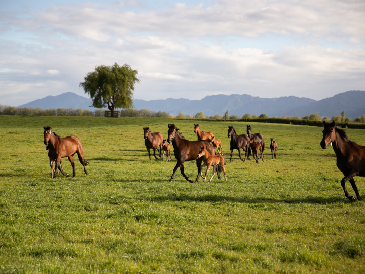 Horses at Waikato Stud