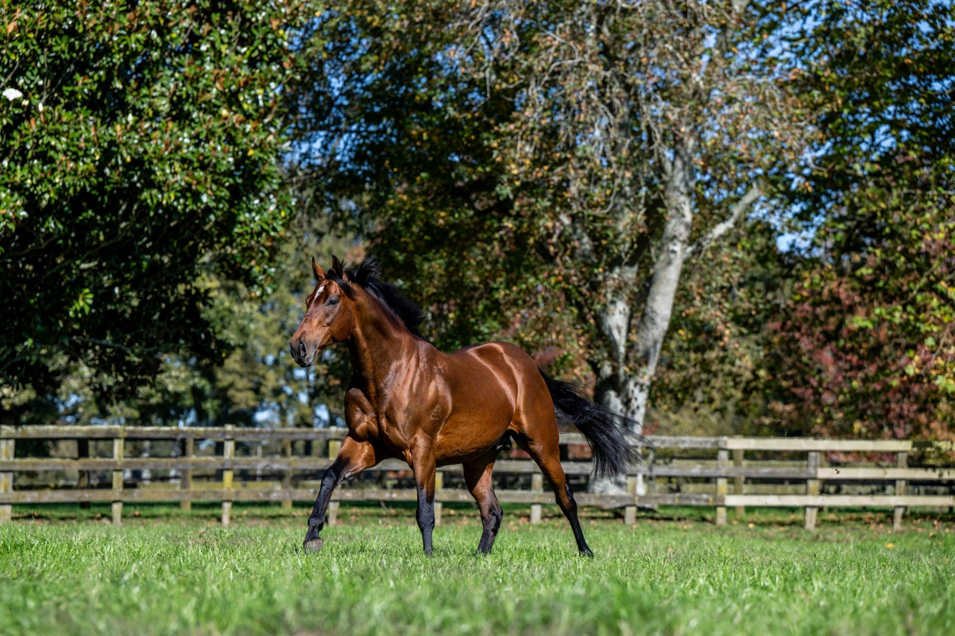 2024 Stallion Roster – Waikato Stud