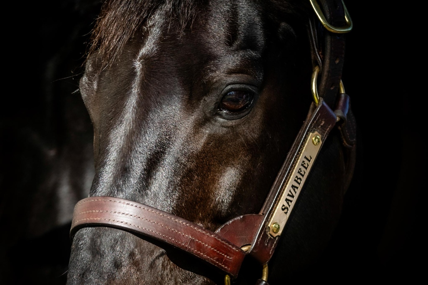 2024 Stallion Roster – Waikato Stud