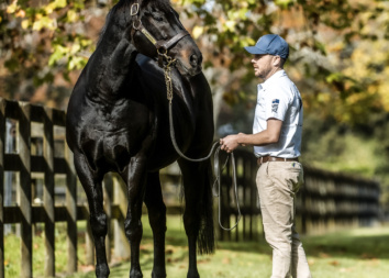 Savabeel at Waikato Stud