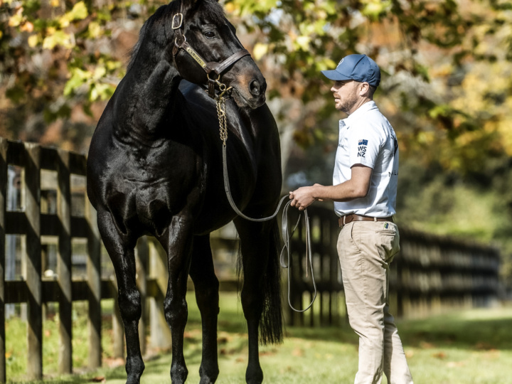 Savabeel at Waikato Stud