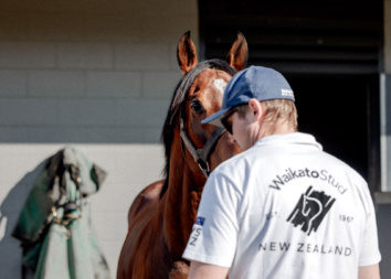 Super Seth Waikato Stud Stallion