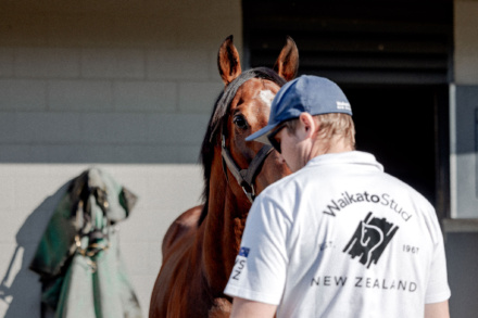 Super Seth Waikato Stud Stallion