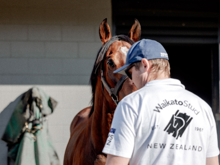 Super Seth Waikato Stud Stallion