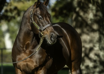 Ocean Park standing at Waikato Stud