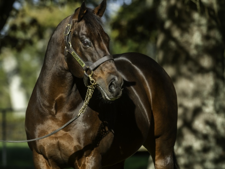 Ocean Park standing at Waikato Stud