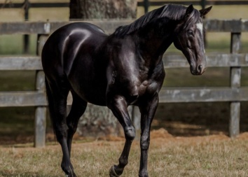 Sacred Fallls - Waikato Stud